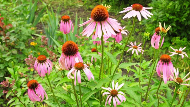 Echinacea: Origin, cultivation and Benefits